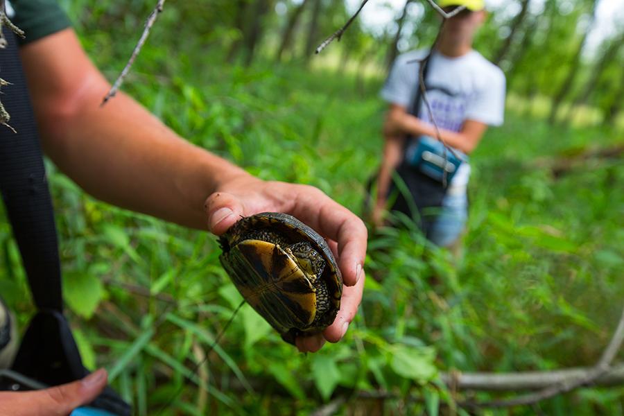 A hand is shown holding a turtle by the top of its shell.